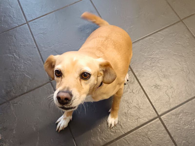 Jack Russell for adoption in Newton Tony, Wiltshire – 5 years old - Image 2 of 7