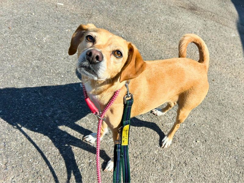 Jack Russell for adoption in Newton Tony, Wiltshire – 5 years old - Image 4 of 7