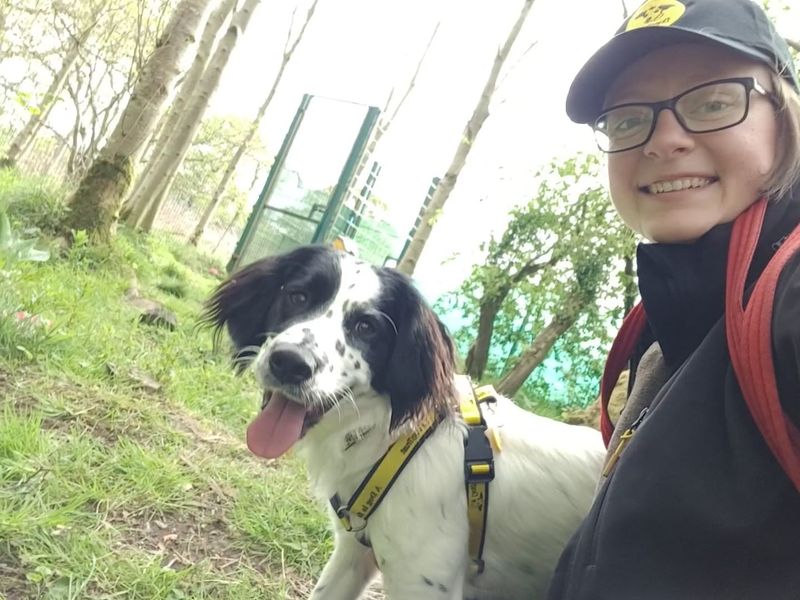 Florence | Spaniel (English Springer) | West Calder (Edinburgh) - 1