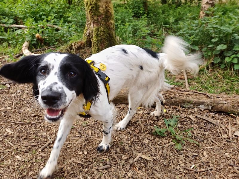 Florence | Spaniel (English Springer) | West Calder (Edinburgh) - 1