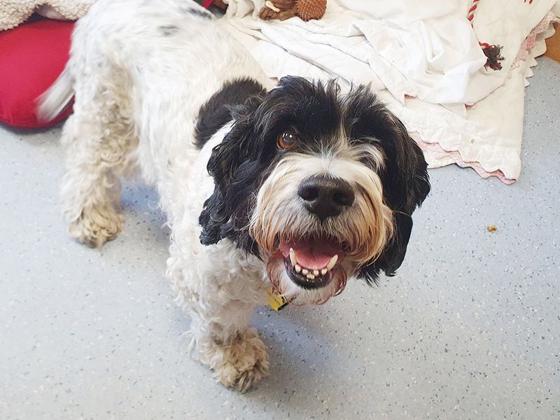 Cocker Spaniel for adoption in Leeds, West Yorkshire – 10 years old - Image 4 of 5