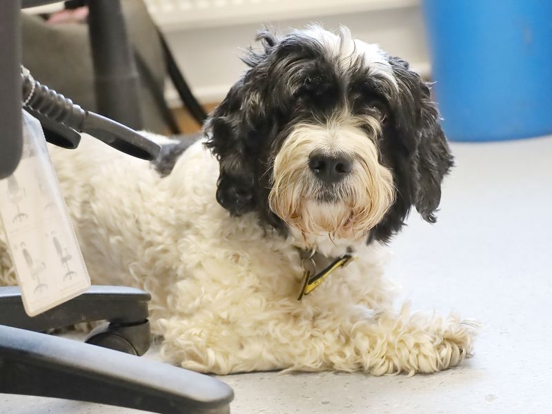 Cocker Spaniel for adoption in Leeds, West Yorkshire – 10 years old - Image 2 of 5