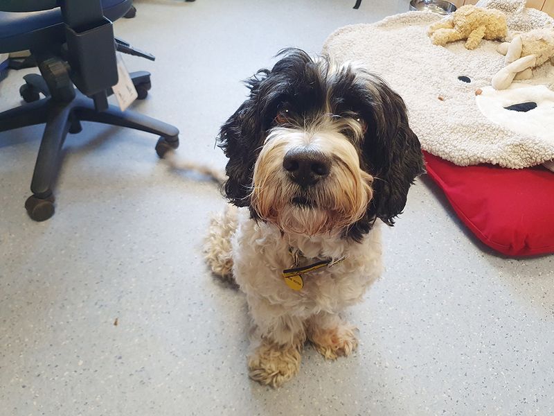 Cocker Spaniel for adoption in Leeds, West Yorkshire – 10 years old - Image 5 of 5