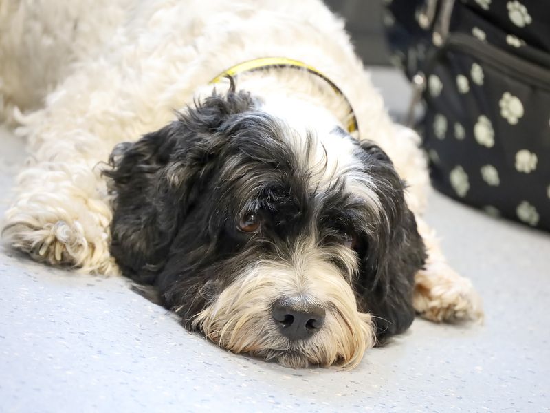 Cocker Spaniel for adoption in Leeds, Yorkshire – 10 years old