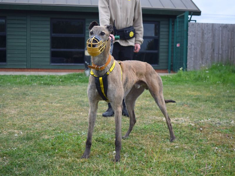 Greyhound for adoption in Uxbridge, London – 4 years old - Image 2 of 2