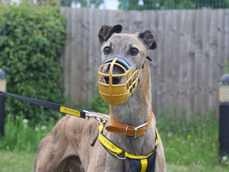 Flyer | Greyhound | Harefield West London - 1