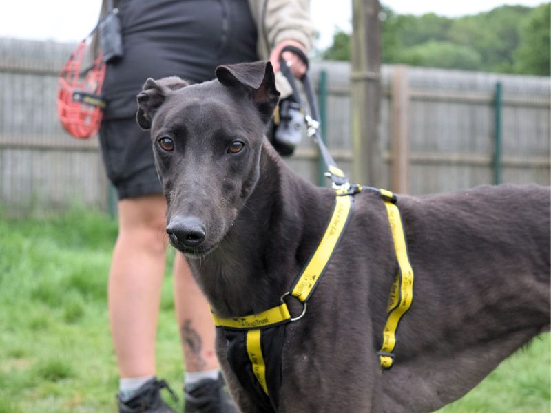 Jack | Greyhound | Harefield West London - 1