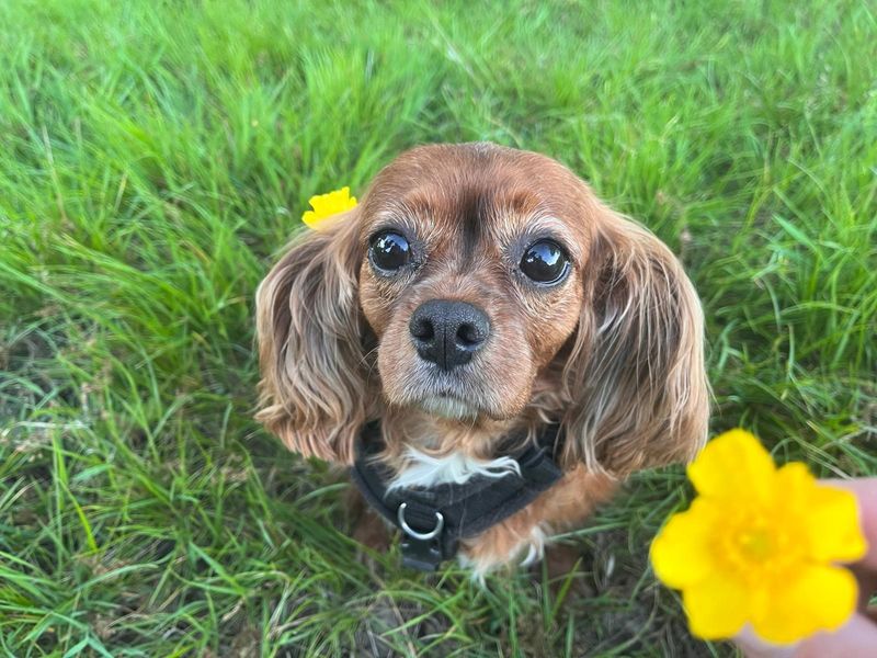 Cavalier King Charles Spaniel for adoption in Newbury, Berks – 8 years old - Image 2 of 2
