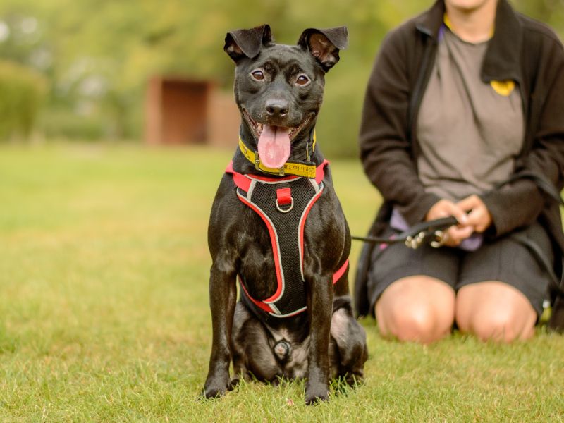 Jasper | Terrier (Patterdale) Cross | Kenilworth (West Midlands) - 1