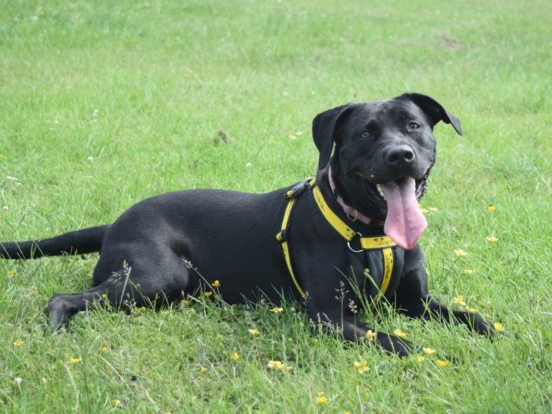 Twinkle | Retriever (Labrador) Cross | Harefield West London - 1