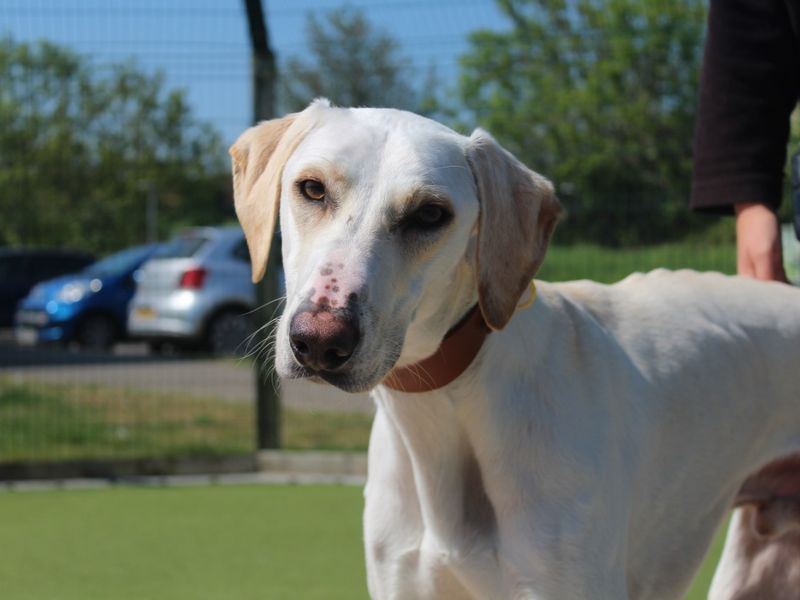 Tamir | Lurcher | Evesham (Worcestershire) - 1