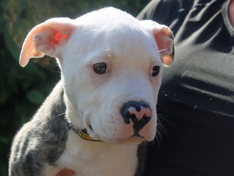 Bailey for sale in Liverpool, Merseyside
