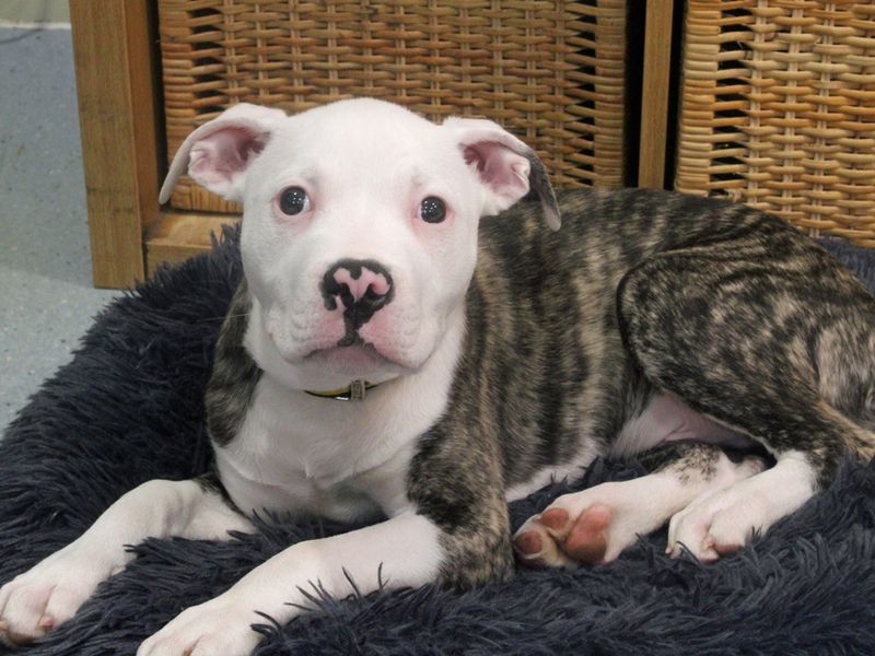 Bailey | American Bulldog | Merseyside (Liverpool) - 1