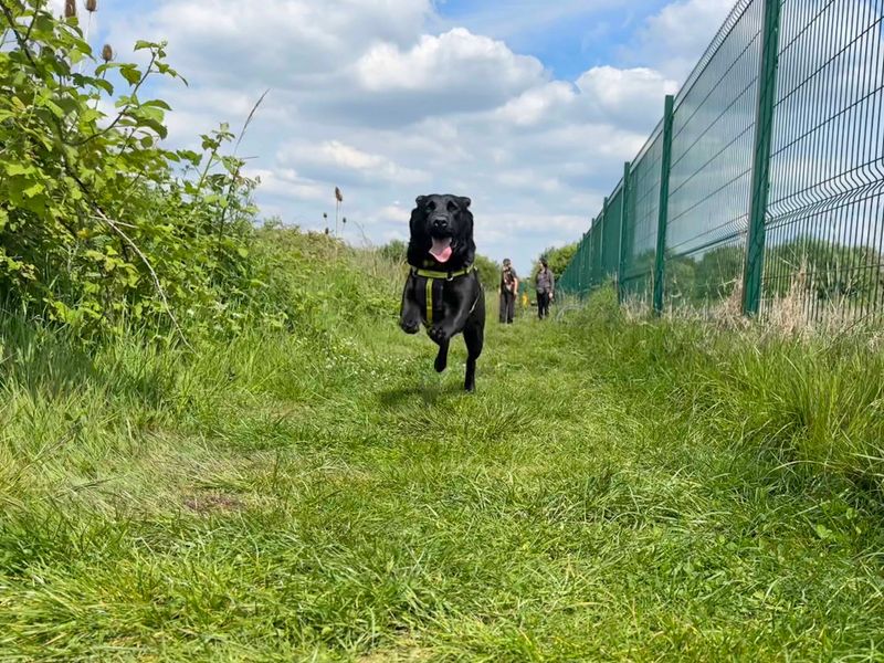 Oscar and Charlie | Retriever (Labrador) | Shoreham (Sussex) - 1