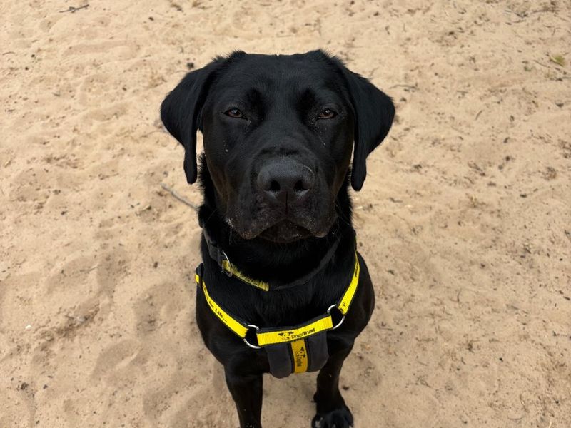 Rocky | Retriever (Labrador) | Loughborough - 1