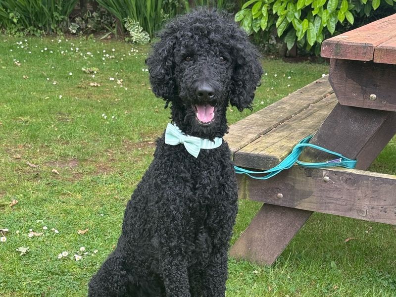 Poodle for adoption in Telford, Shropshire – 3 years old - Image 4 of 5