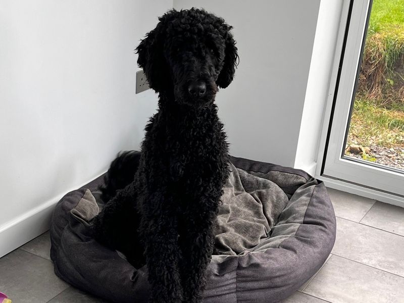 Poodle Dogs And Puppies For Adoption