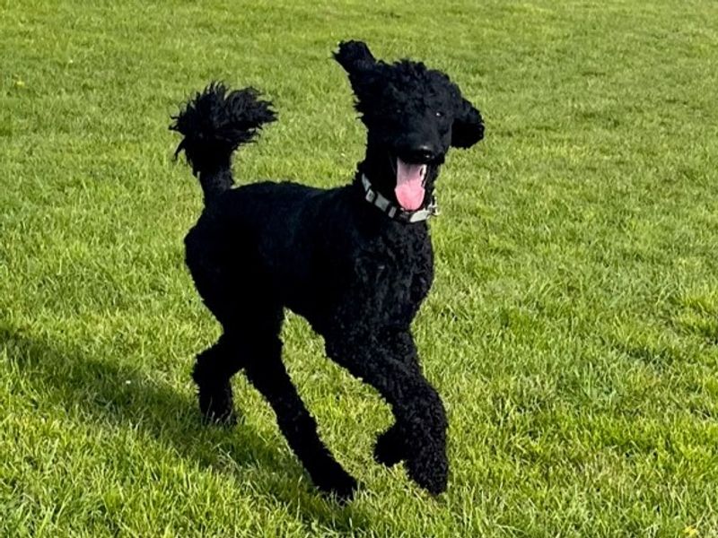 Poodle for adoption in Telford, Shropshire – 3 years old - Image 2 of 5