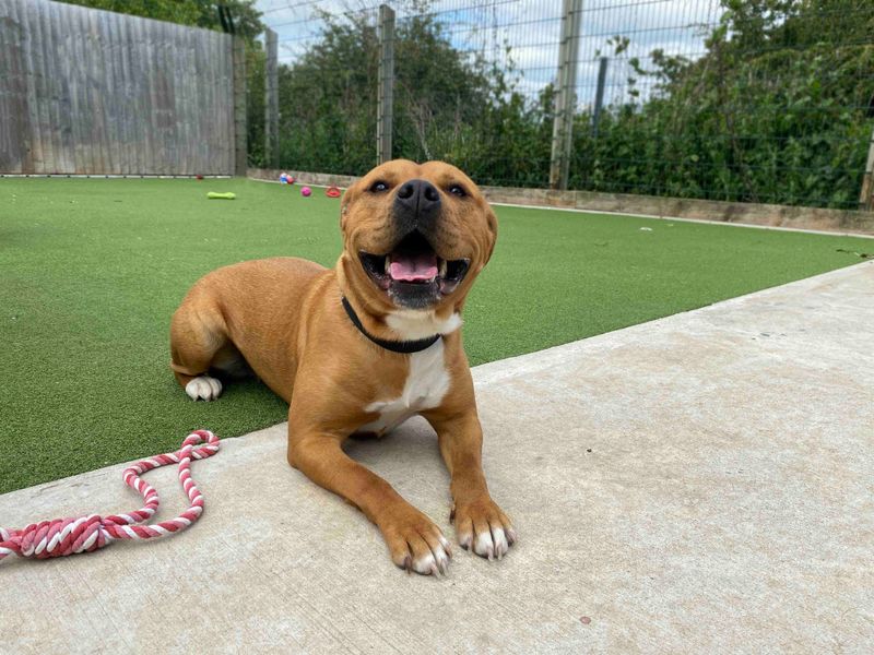 Staffordshire Bull Terrier for adoption in Sadberge, Co Durham – 3 years old - Image 5 of 5