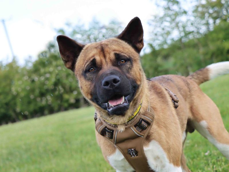 Maggie and Rocky for sale in Sadberge, Co Durham | Image 4