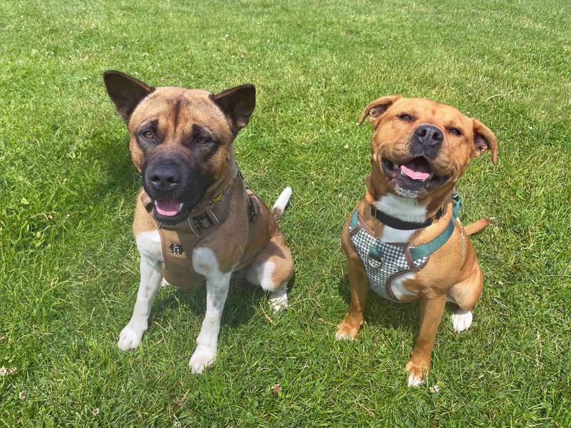 Maggie and Rocky for sale in Sadberge, Co Durham | Image 2