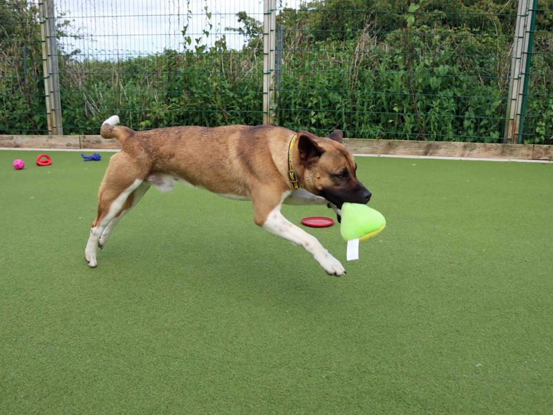 Staffordshire Bull Terrier for adoption in Sadberge, Co Durham – 3 years old