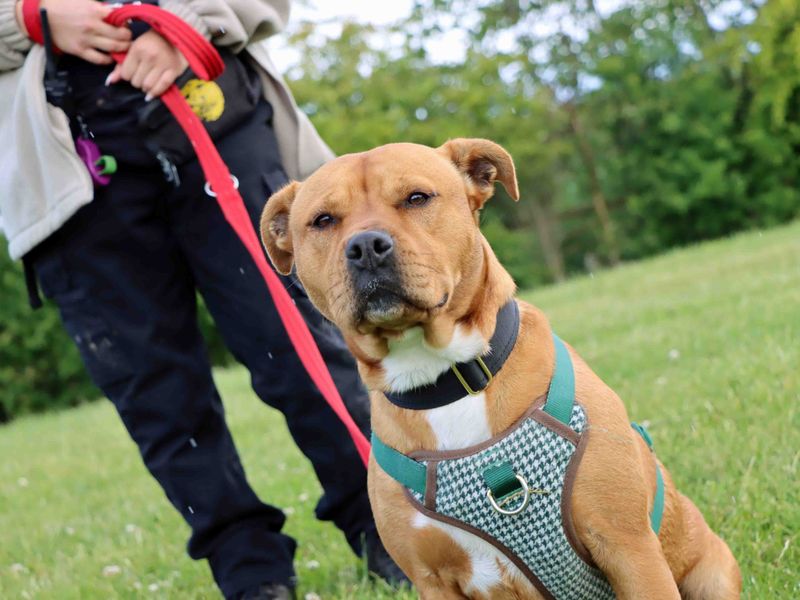 Maggie and Rocky for sale in Sadberge, Co Durham | Image 3