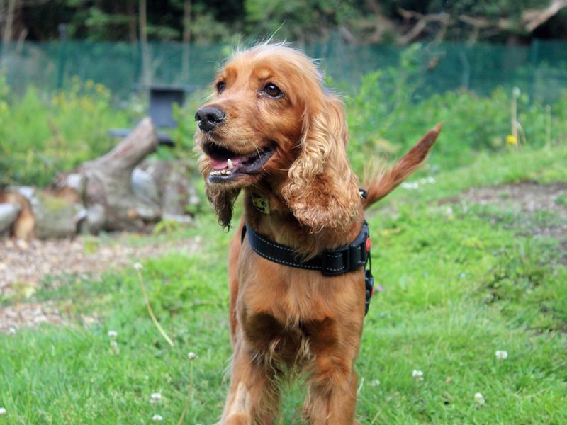 Cocker Spaniel for adoption in Liverpool, Merseyside – 7 years old