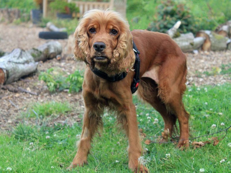Cocker Spaniel for adoption in Liverpool, Merseyside – 7 years old - Image 2 of 3