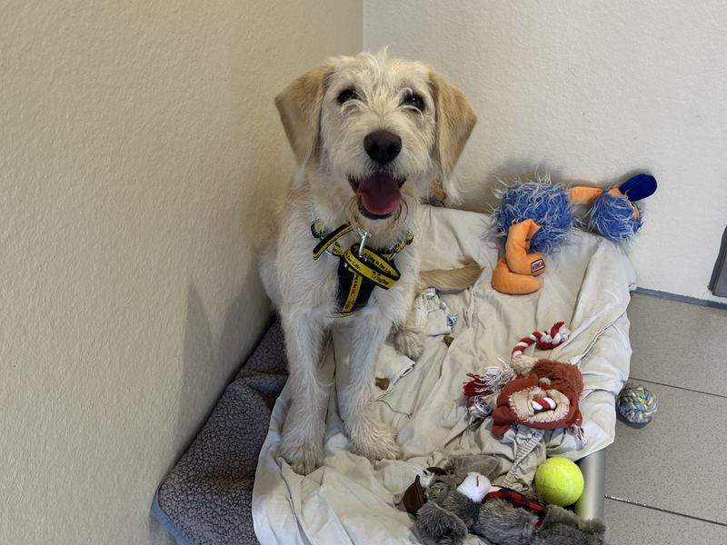 Clover | Retriever (Labrador) Cross | Ballymena (Northern Ireland) - 1