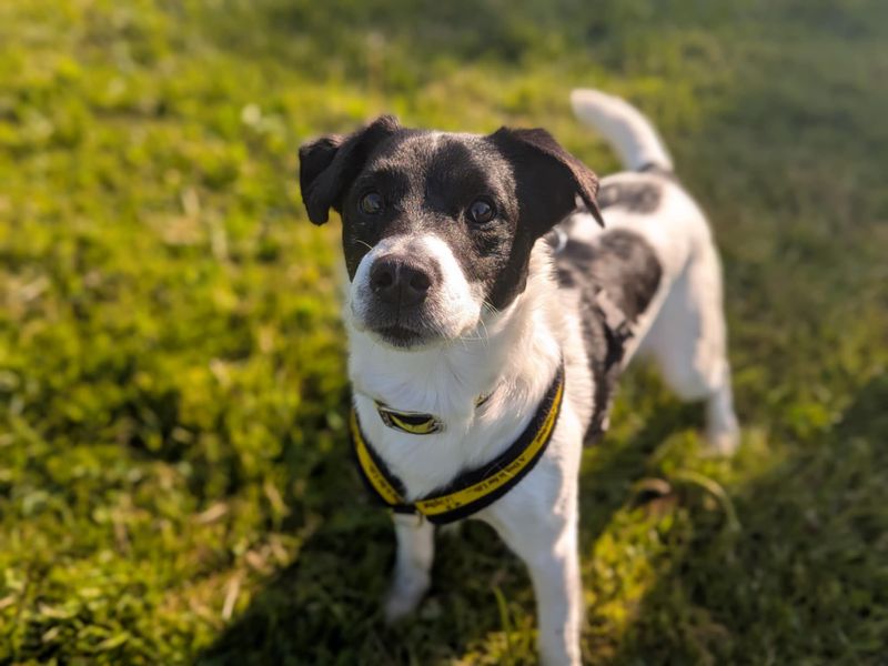 Spyro | Terrier (Jack Russell) | Bridgend (Wales) - 1