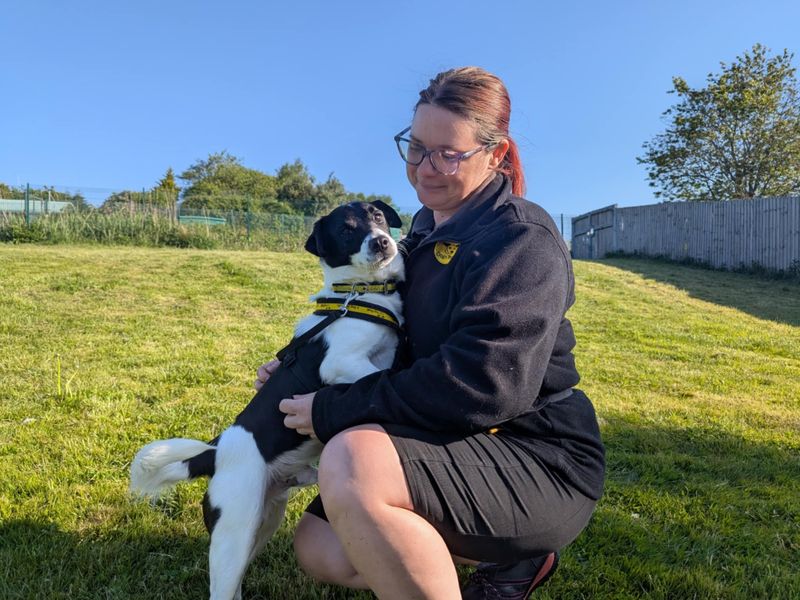 Jack Russell for adoption in Mid Glamorgan, Wales – 5 years old - Image 2 of 4