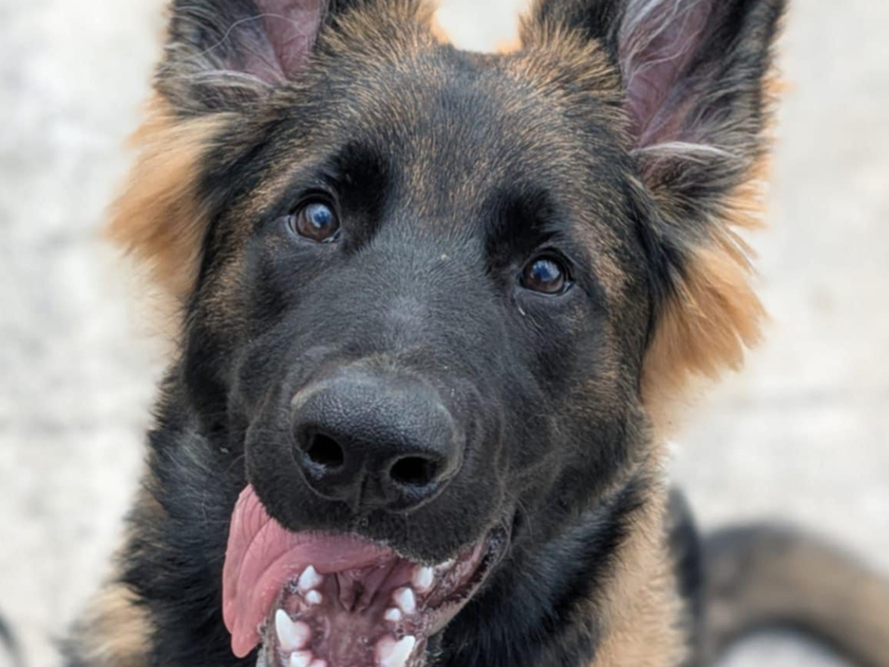German Shepherd Dogs And Puppies For Adoption, Rehoming And Rescue In Shropshire