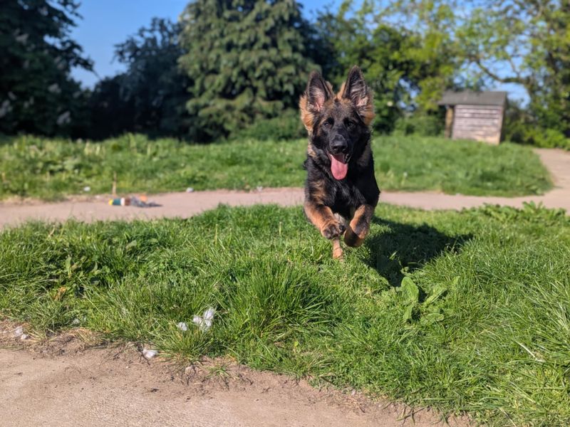 German Shepherd for adoption in Mid Glamorgan, Wales – 7 months old - Image 2 of 4