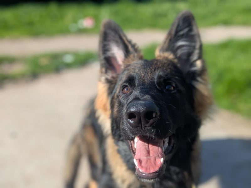 German Shepherd for adoption in Mid Glamorgan, Wales – 7 months old - Image 4 of 4