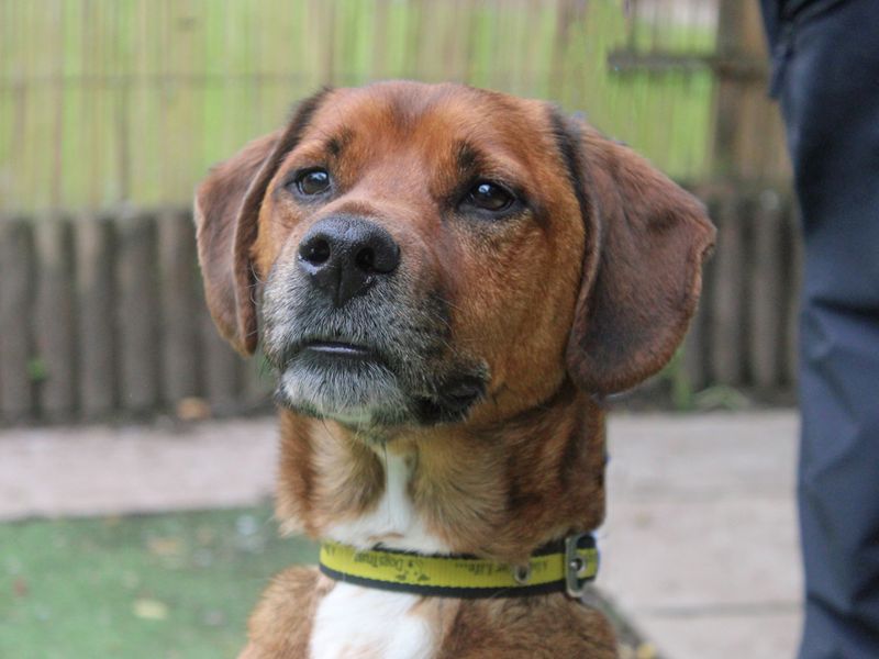 Bertie | Crossbreed | Merseyside (Liverpool) - 1