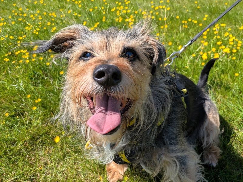 Phinneas | Crossbreed | Evesham (Worcestershire) - 1