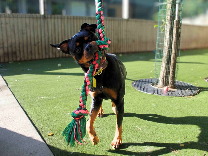 Rottweiler for adoption in Manchester, Greater Manchester – 1 year old - Image 2 of 3