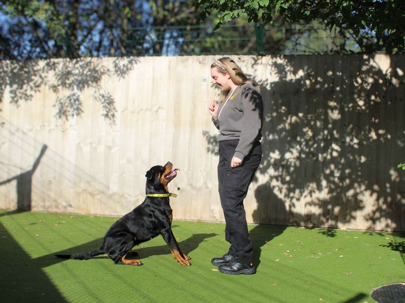 Rottweiler for adoption in Manchester, Greater Manchester – 1 year old - Image 3 of 3