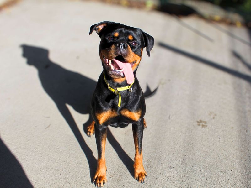 Rottweiler for adoption in Manchester, Greater Manchester – 1 year old