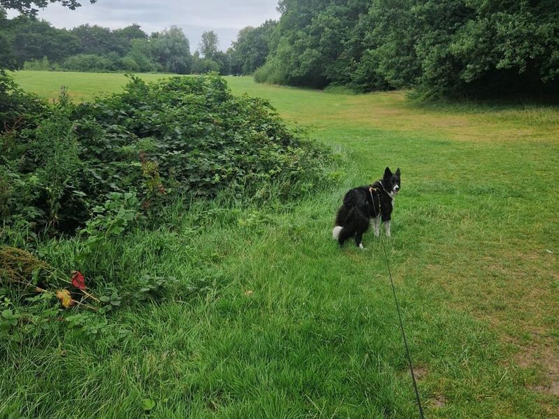Border Collie for adoption in Manchester, Greater Manchester – 7 years old