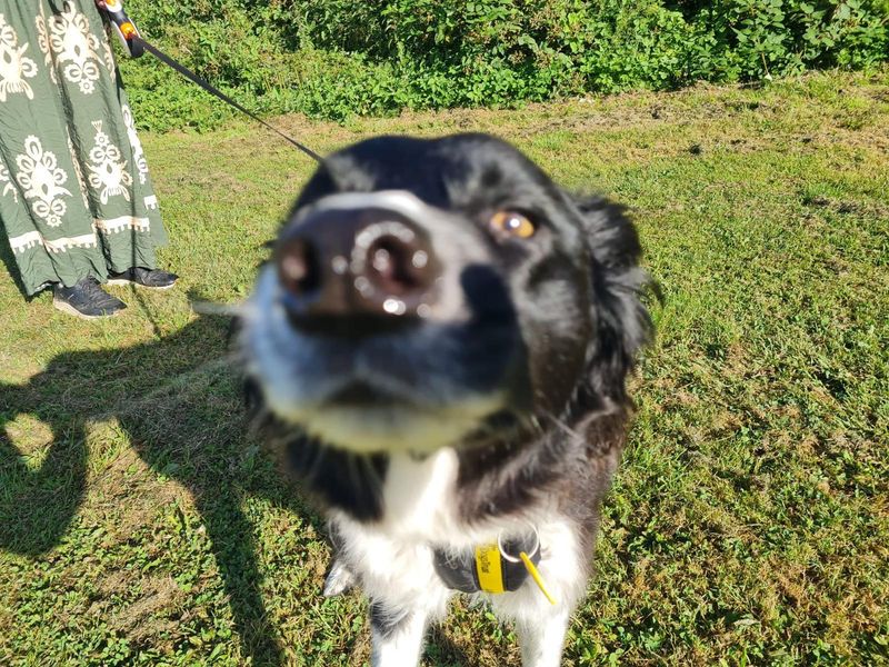Border Collie for adoption in Manchester, Greater Manchester – 7 years old - Image 2 of 5