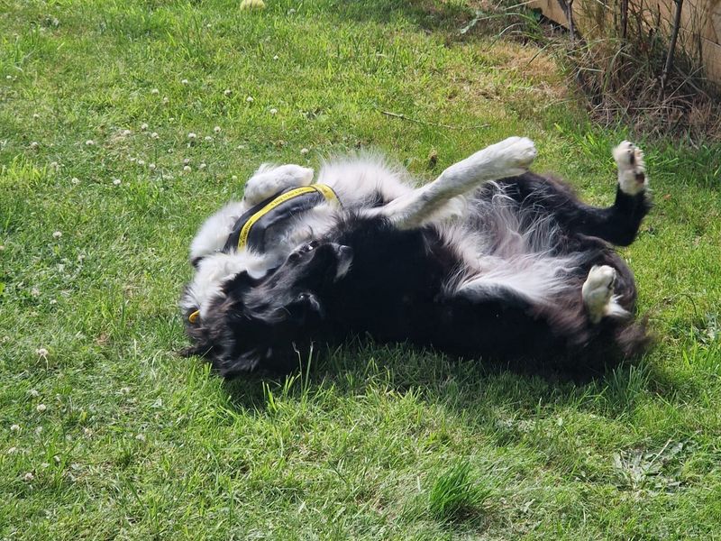 Border Collie for adoption in Manchester, Greater Manchester – 7 years old - Image 4 of 5