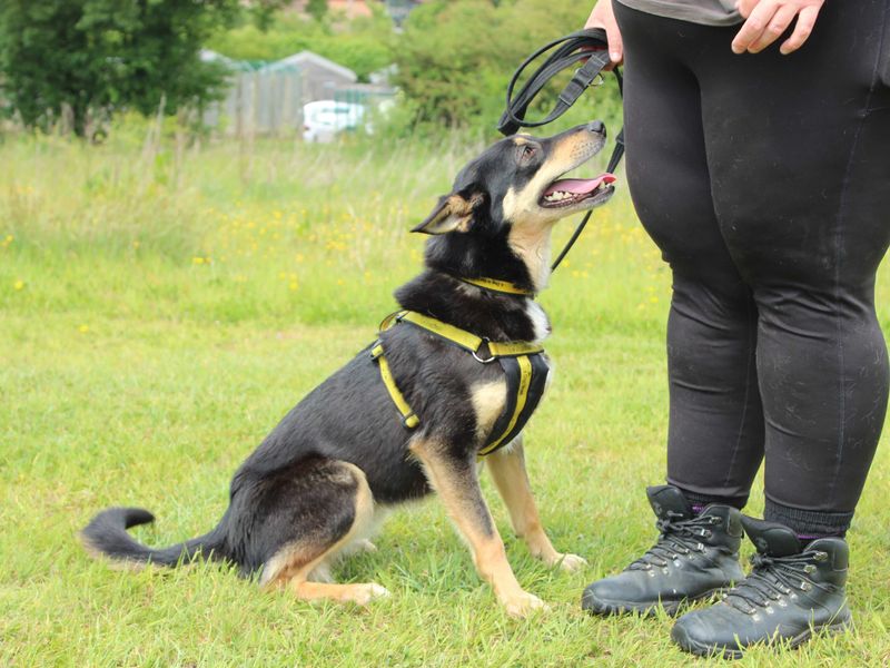 Stella for sale in Newbury, Berks