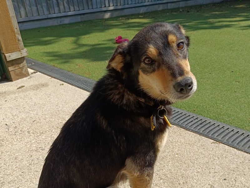 Sydney | Collie (Border) | Newbury (Berkshire) - 1