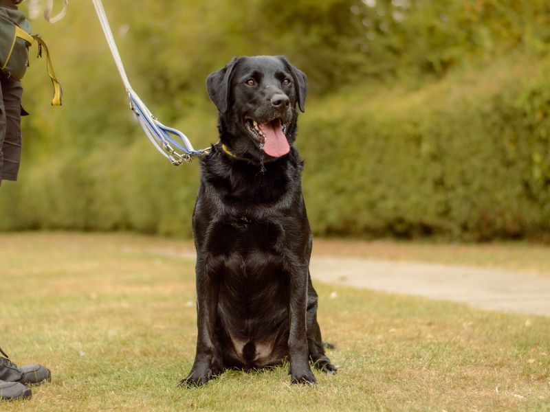 Jenson | Retriever (Labrador) Cross | Kenilworth (West Midlands) - 1