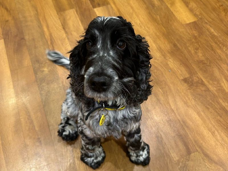 Dexter for sale in Wymeswold, Leicestershire