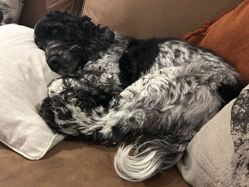 Cocker Spaniel for adoption in Wymeswold, Leicestershire – 8 years old - Image 2 of 3