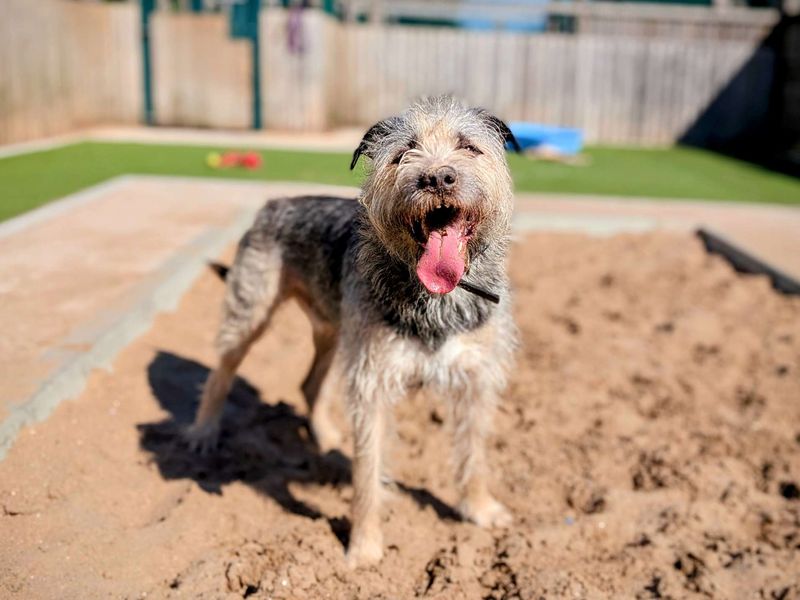 Milo (Homestay) | Deerhound Cross | Cardiff - 1
