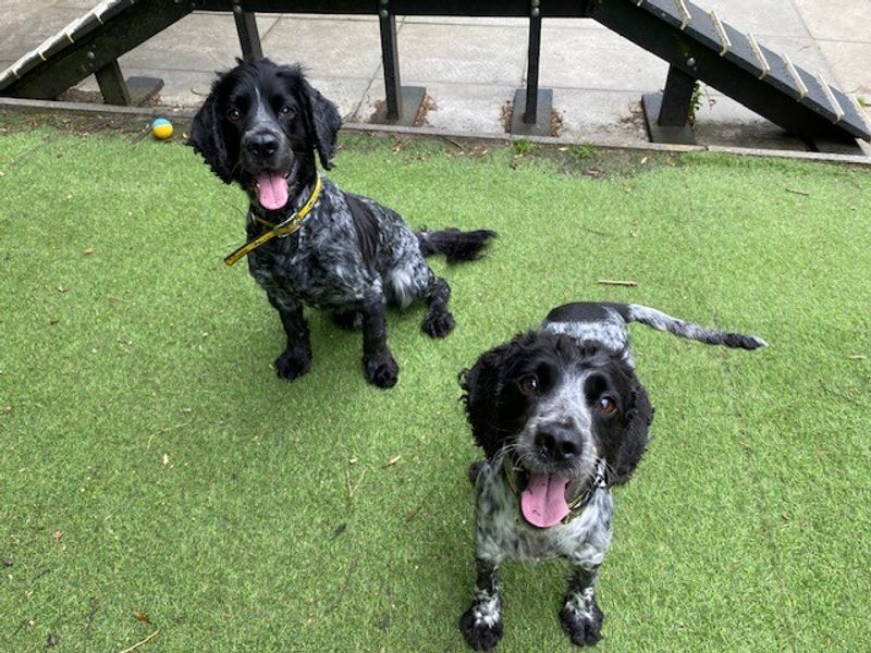Cocker Spaniel for adoption in Liverpool, Merseyside – 8 years old
